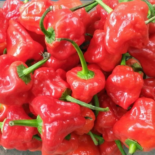 Семена от Чили Scotch Bonnet (Capsicum chinense) Семена от Чили Scotch Bonnet (Capsicum chinense)