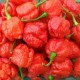 Семена от Чили Trinidad Scorpion Moruga (Capsicum chinense)