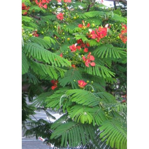Семена Огнено дърво (Delonix regia)