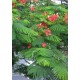 Семена Огнено дърво (Delonix regia)