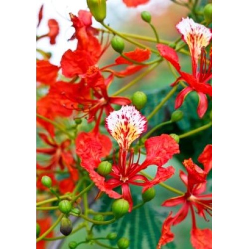 Семена Огнено дърво (Delonix regia)