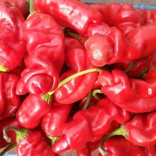 Семена от Чили Peter Pepper - Чушка Пенис Органична Червена (Capsicum annuum) Семена от Чили Peter Pepper - Чушка Пенис Органична Червена (Capsicum annuum)