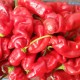 Семена от Чили Peter Pepper - Чушка Пенис Органична Червена (Capsicum annuum) Семена от Чили Peter Pepper - Чушка Пенис Органична Червена (Capsicum annuum)