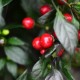 Семена от Чили Черна Перла Органично (Capsicum annuum) Семена от Чили Черна Перла Органично (Capsicum annuum)