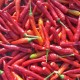 Семена от Чили Тай Драгън (Capsicum annuum) Семена от Чили Тай Драгън (Capsicum annuum)