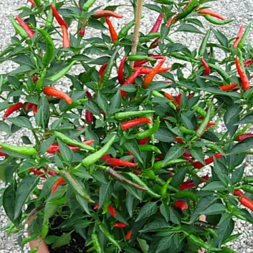 Семена от Чили Тай Драгън (Capsicum annuum) Семена от Чили Тай Драгън (Capsicum annuum)
