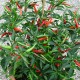 Семена от Чили Тай Драгън (Capsicum annuum) Семена от Чили Тай Драгън (Capsicum annuum)