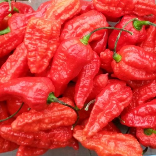 Семена от Чили Ghost Pepper - Bhut Jolokia Червено (Capsicum chinense) Семена от Чили Ghost Pepper - Bhut Jolokia Червено (Capsicum chinense)