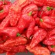 Семена от Чили Ghost Pepper - Bhut Jolokia Червено (Capsicum chinense) Семена от Чили Ghost Pepper - Bhut Jolokia Червено (Capsicum chinense)