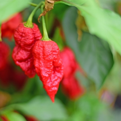 Семена от Чили Каролина Рийпър (Capsicum chinense)