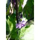 Семена Патладжан "Кръгъл от Валенсия" (Solanum melongena)