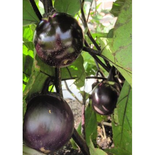 Семена Патладжан "Кръгъл от Валенсия" (Solanum melongena)