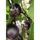 Семена Патладжан "Кръгъл от Валенсия" (Solanum melongena)