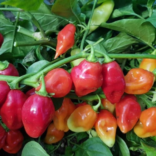 Scarlet Lantern Peru Chili Seeds (Capsicum chinense)