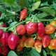 Scarlet Lantern Peru Chili Seeds (Capsicum chinense)