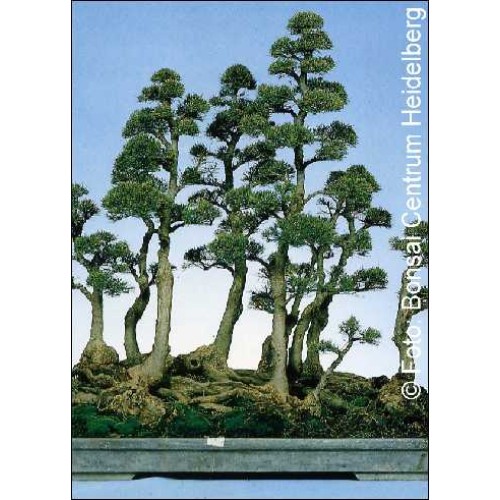 Семена Австралийски бор (Casuarina equisetifolia)
