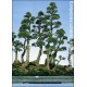 Семена Австралийски бор (Casuarina equisetifolia)
