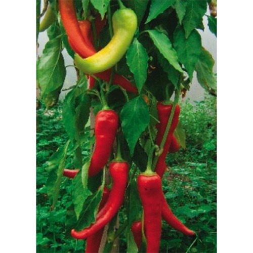 Семена Чушки "Анталия Дан" (Capsicum annum) Семена Чушки "Анталия Дан" (Capsicum annum)