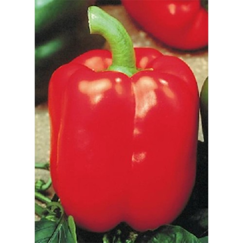 Семена Чушки "Бендиго" (Capsicum annum)