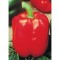 Семена Чушки "Бендиго" (Capsicum annum)