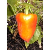 Семена Чушки "Пустаголд" (Capsicum annum)