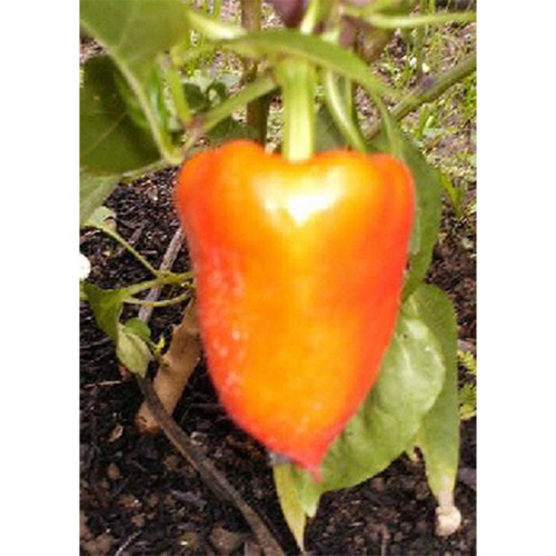 Семена Чушки "Пустаголд" (Capsicum annum) Семена Чушки "Пустаголд" (Capsicum annum)