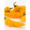 Семена Чушки "Жълт Биков Рог" (Capsicum annum)
