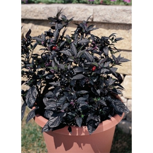 Topfchili Black Pearl F1 (Capsicum chinense) Topfchili Black Pearl F1 (Capsicum chinense)