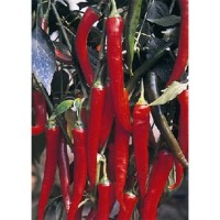 Семена Чили "Фуего" (Capsicum annum)