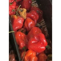 Семена Чили "Гоуст Пепър" Призрачнa Чушка (Capsicum chinense) Семена Чили "Гоуст Пепър" Призрачнa Чушка (Capsicum chinense)