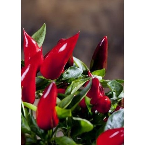 Семена Чили "Птичи Поглед" (Capsicum frutescens) Семена Чили "Птичи Поглед" (Capsicum frutescens)