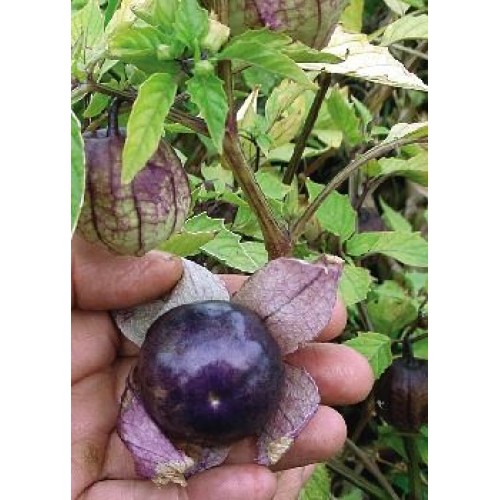 Семена Физалис "Томатио Лилаво" (Physalis ixocarpa) Семена Физалис "Томатио Лилаво" (Physalis ixocarpa)