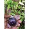 Семена Физалис "Томатио Лилаво" (Physalis ixocarpa)
