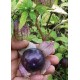 Семена Физалис "Томатио Лилаво" (Physalis ixocarpa) Семена Физалис "Томатио Лилаво" (Physalis ixocarpa)