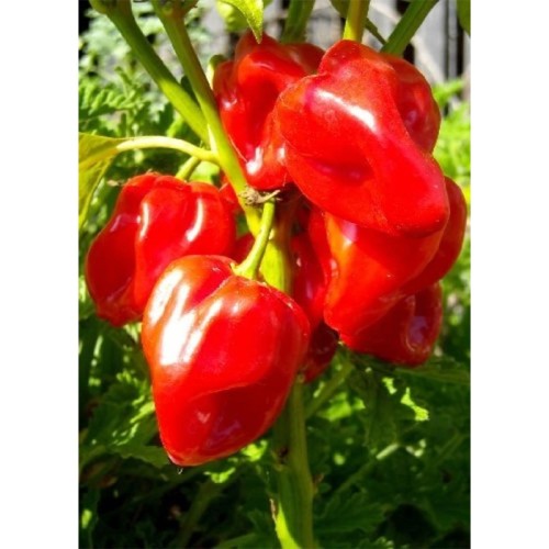 Organic Antilles Red Habanero (Capsicum chinense) Organic Antilles Red Habanero (Capsicum chinense)
