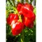 Seeds Organic Antilles Red Habanero (Capsicum chinense)