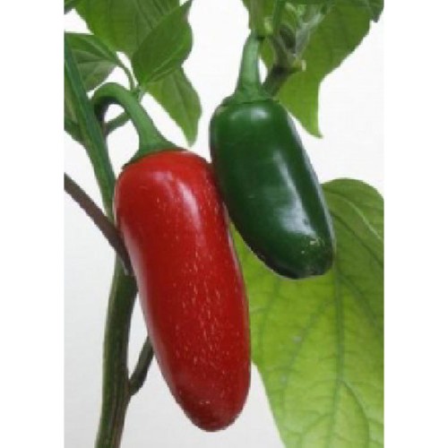 Jalapeno (Capsicum annum)