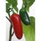 Seeds Jalapeno (Capsicum annum)