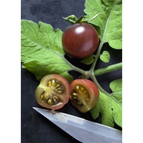 Cocktailtomate Black Cherry (Lycopersicon esculentum)