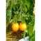 Seeds Golden Nugget (Lycopersicon esculentum)