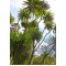 Семена Кордилина - Keulenlilie (Cordyline indivisa)