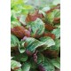 Семена Китайски босилек/Перила (Perilla frutescens)