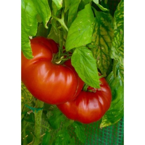 Russe Rouge (Lycopersicon esculentum)