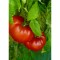 Seeds Russe Rouge (Lycopersicon esculentum)