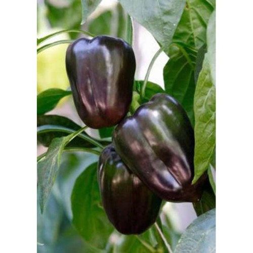 Семена Лют Пипер "Виолета" (Capsicum annum) Семена Лют Пипер "Виолета" (Capsicum annum)