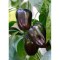Семена Лют Пипер "Виолета" (Capsicum annum)