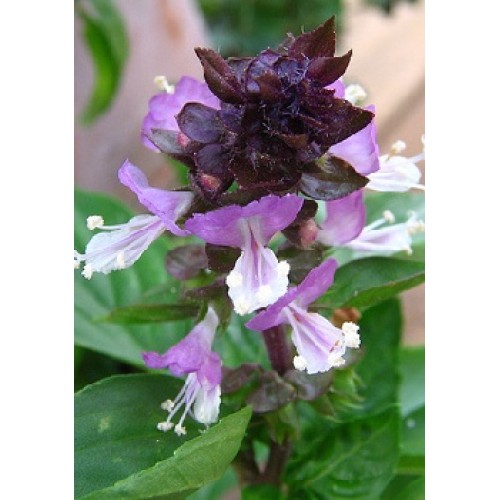 Mexican Cinnamon Basil Herbs (Ocinum basilicum cinnamon)