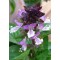 Mexican Cinnamon Basil Herbs (Ocinum basilicum cinnamon)