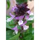 Mexican Cinnamon Basil Herbs (Ocinum basilicum cinnamon)