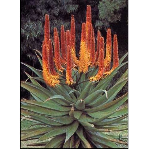 Семена Огън - Алое (Aloe ferox) Семена Огън - Алое (Aloe ferox)